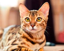 Бенгальская кошка - описание и характеристики породы, отзывы ...