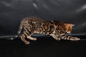 Купить бенгальского котенка - Питомник бенгальских кошек Big ...